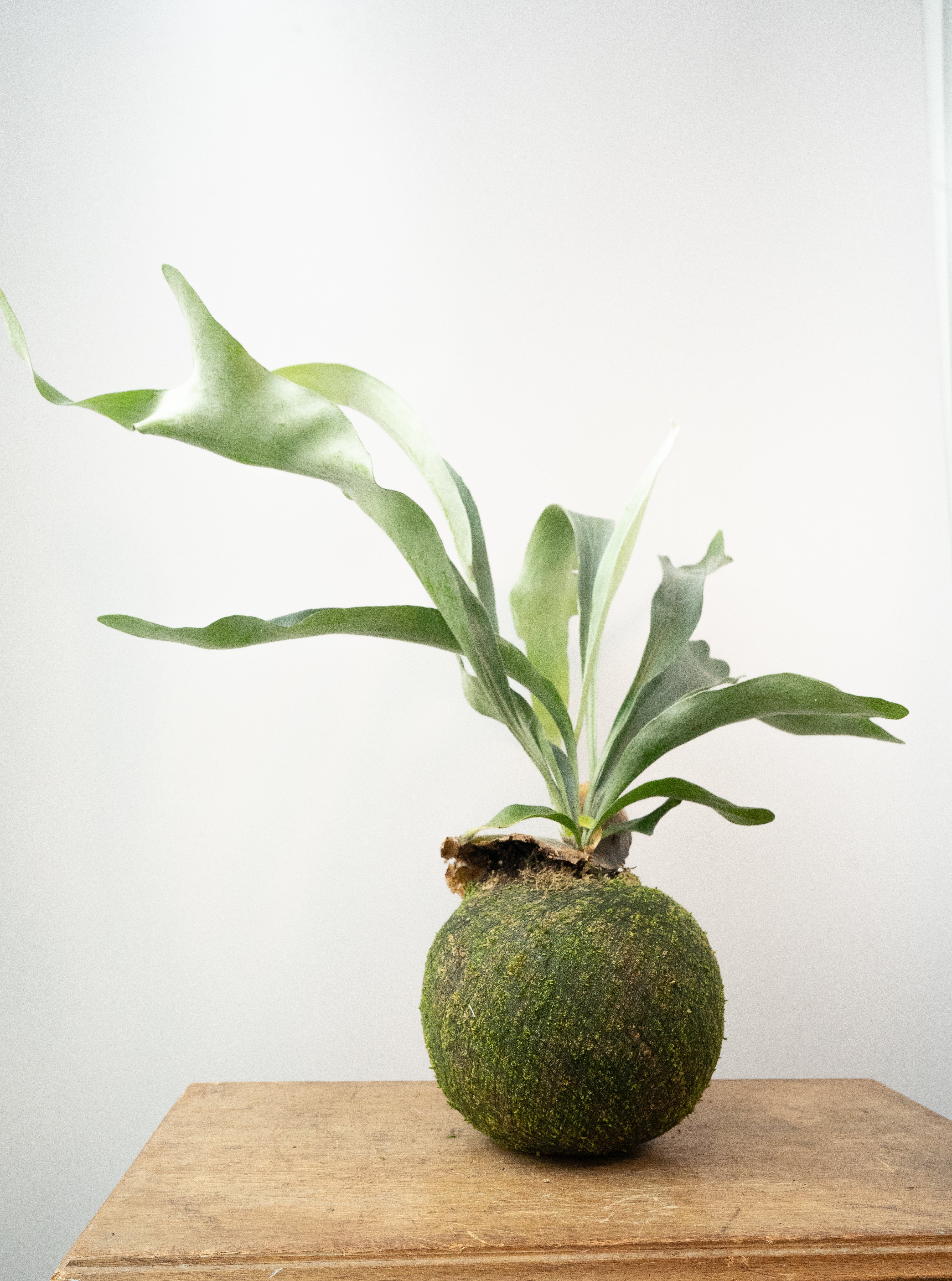 Staghorn Fern - Kokedama, photo 2 of 2