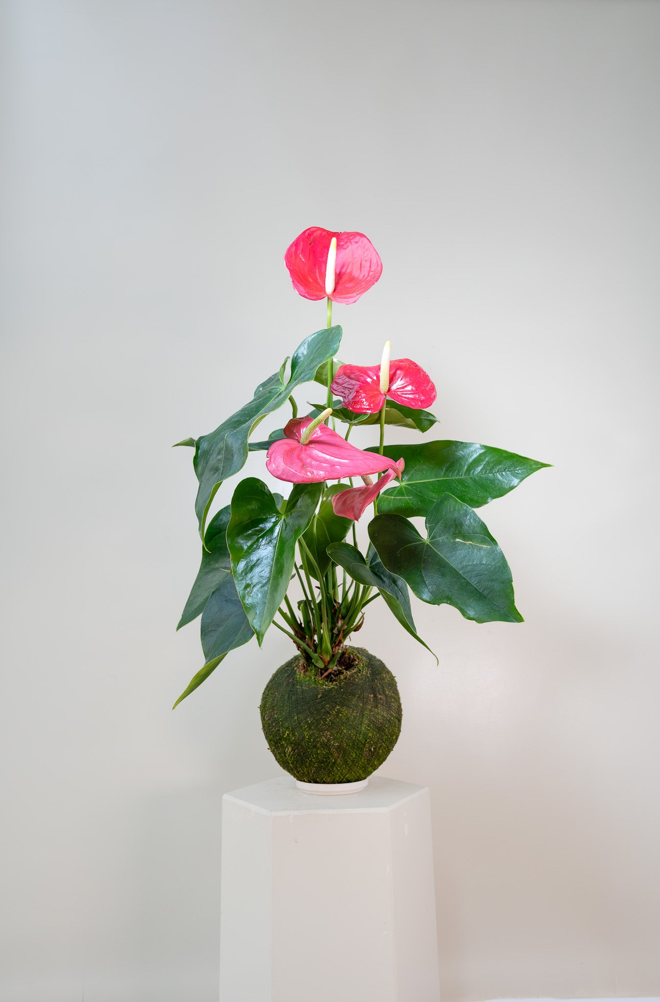 Pink Anthurium - Kokedama