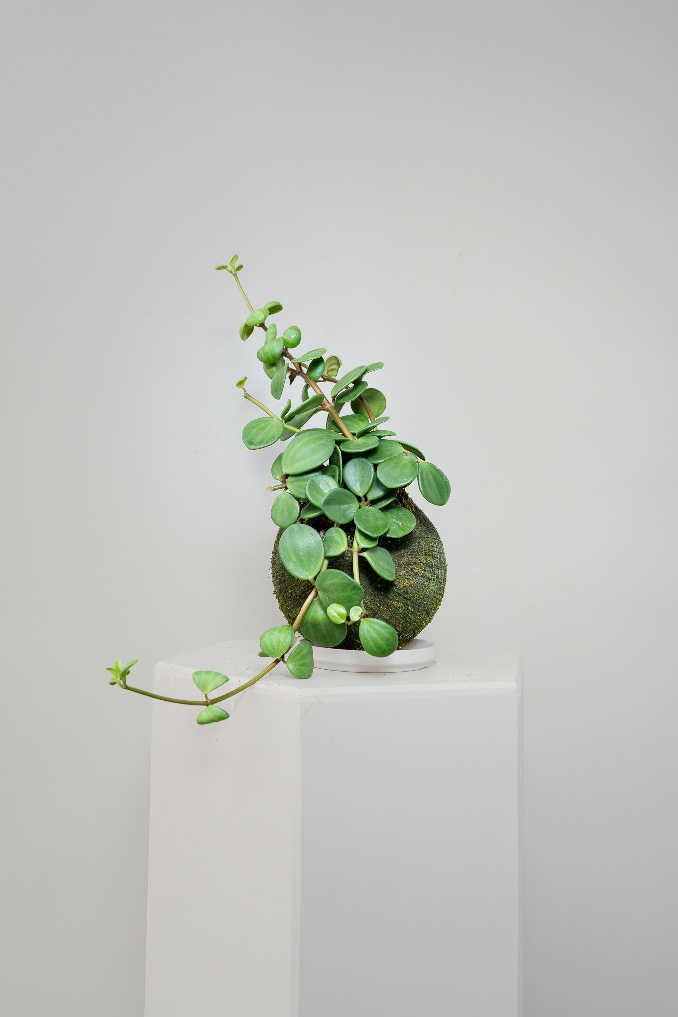 Peperomia Hope - Kokedama, photo 2 of 2