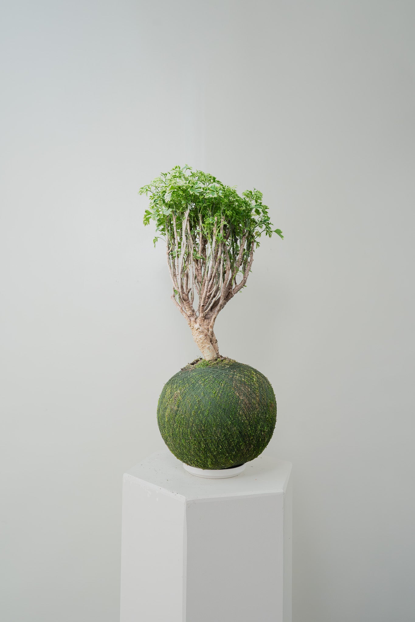 Aralia Ming Gold Bonsai - Kokedama