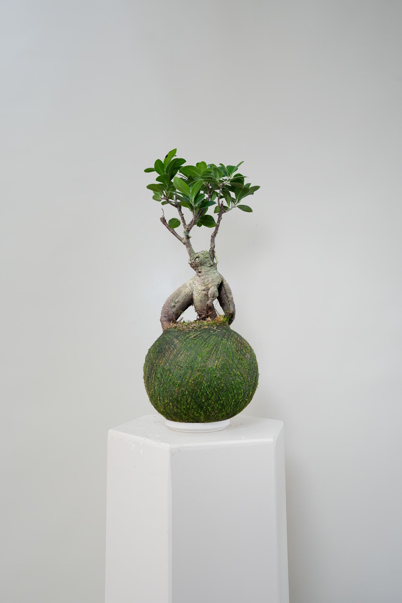 Ficus Ginseng Bonsai - Kokedama