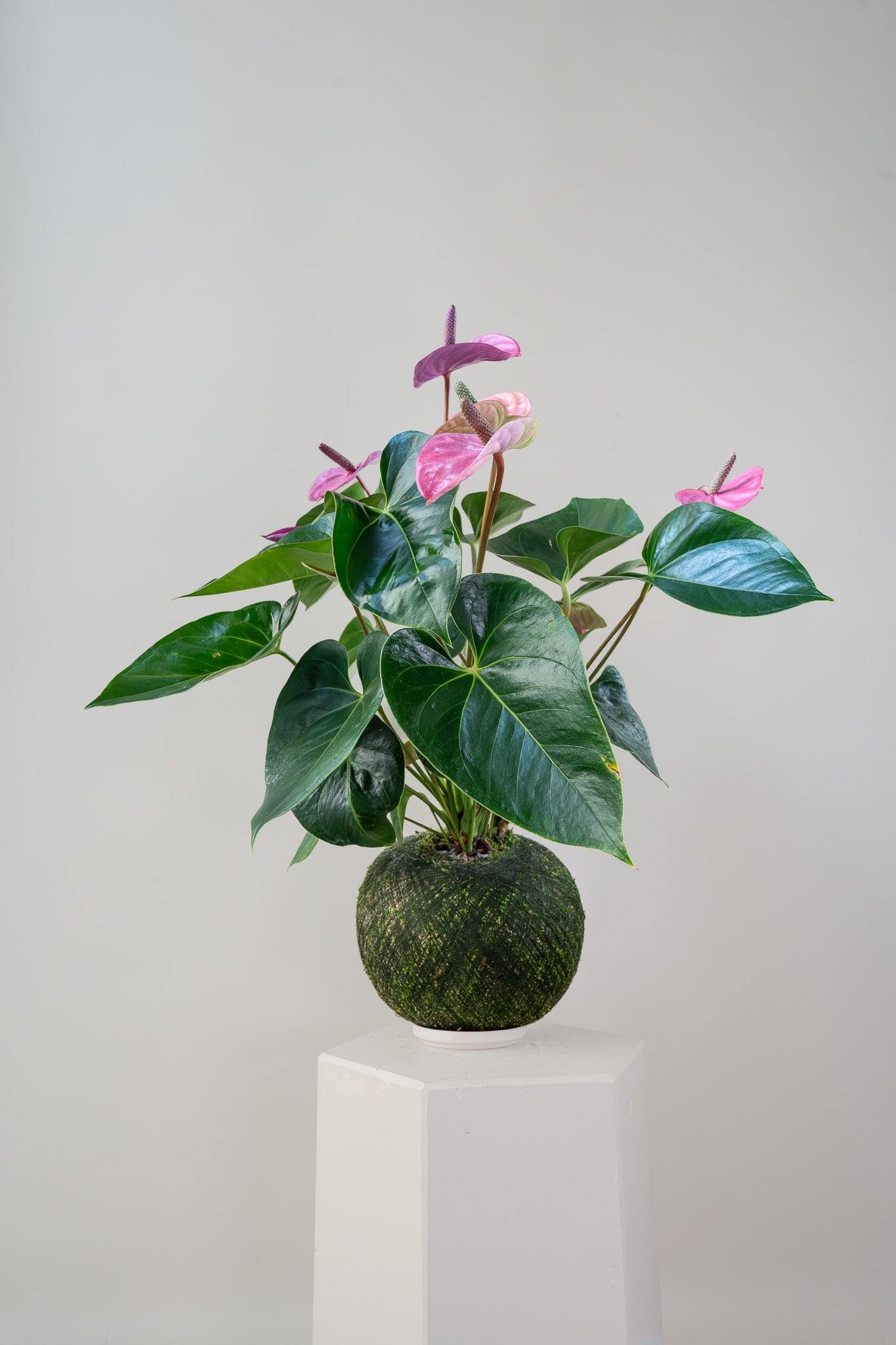 Purple Anthurium - Kokedama