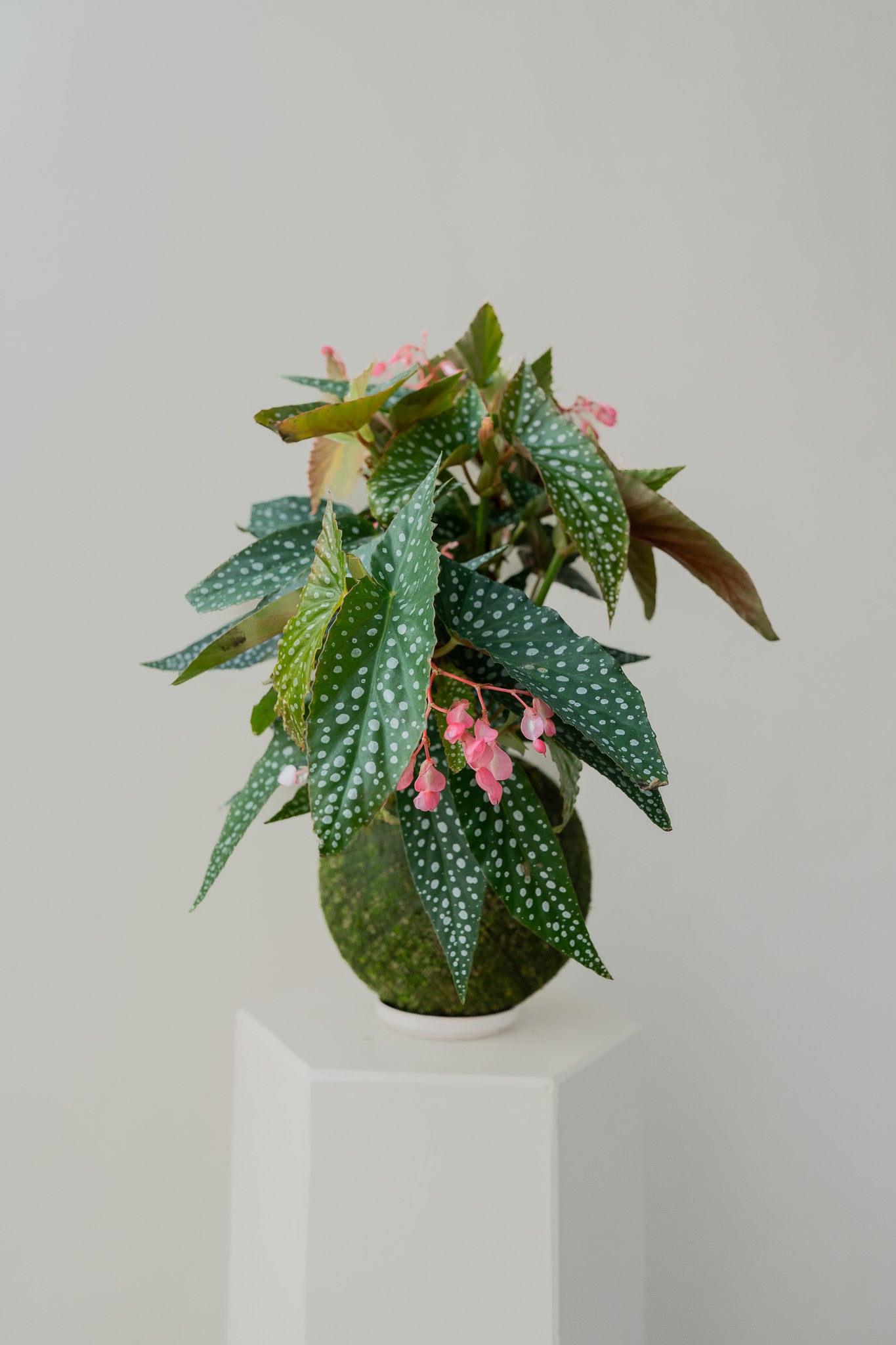 Silver Spot Begonia - Kokedama, photo 1 of 2