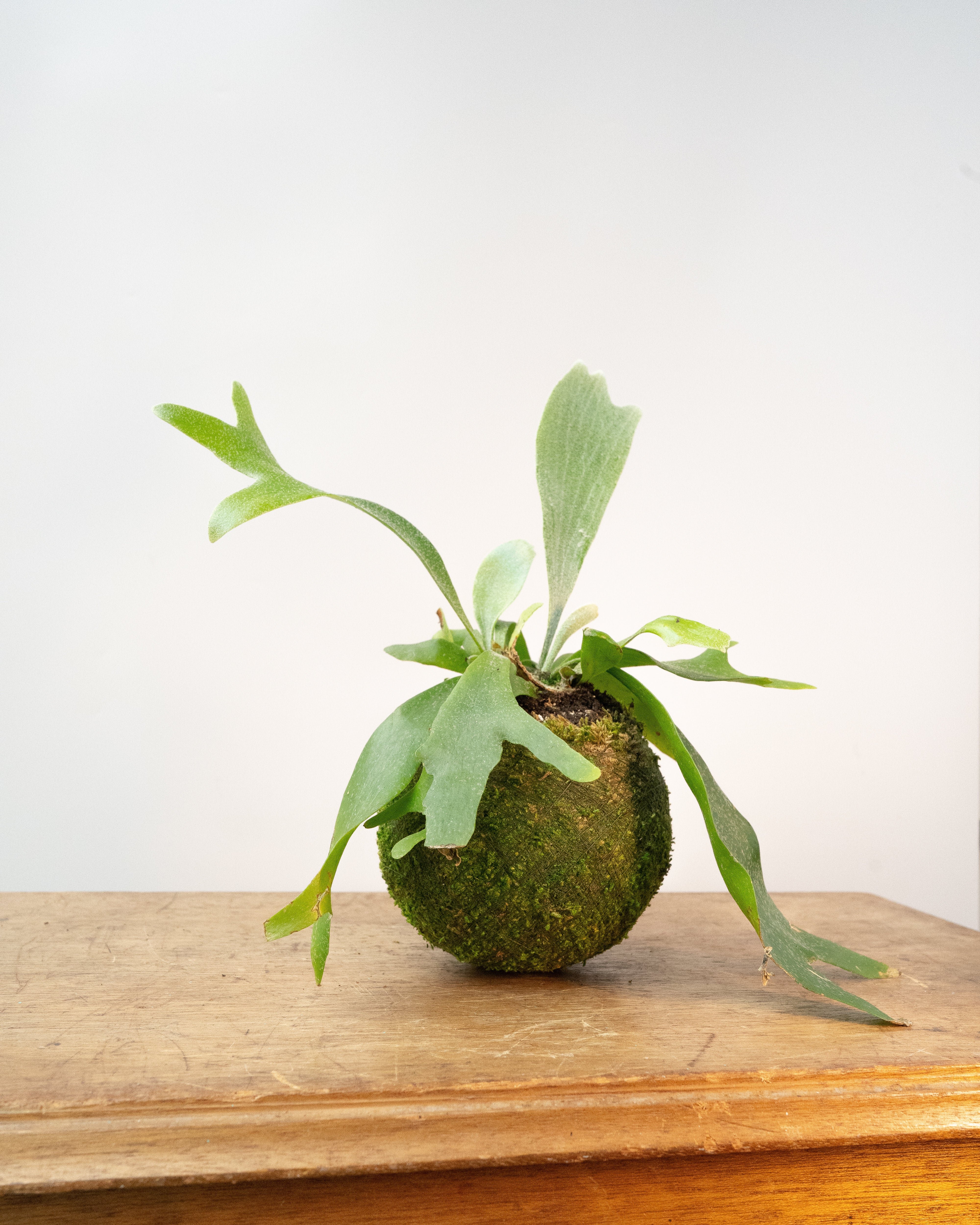Staghorn Fern - Kokedama, photo 1 of 2