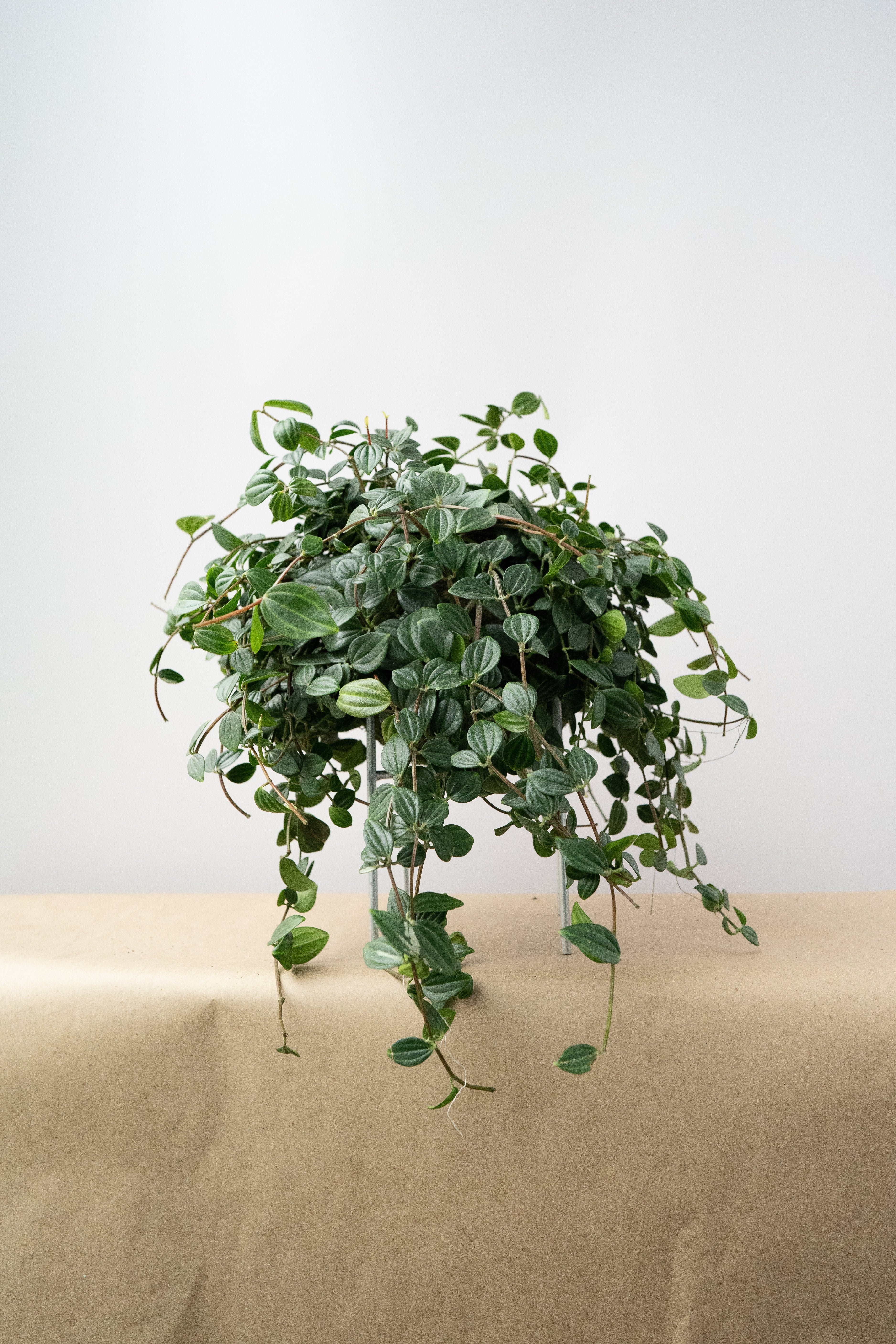 Peperomia Angulata - Kokedama, photo 2 of 2