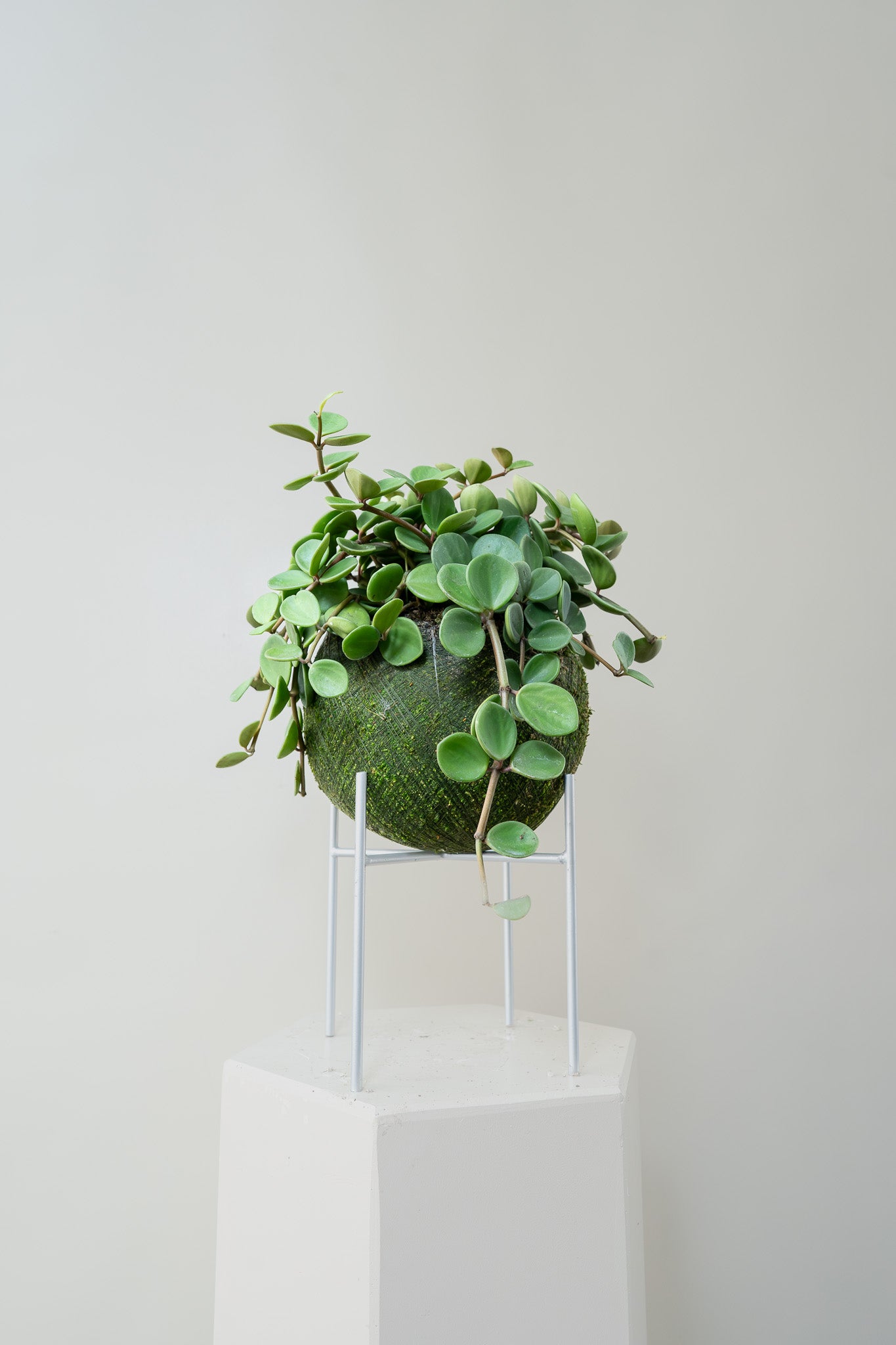 Peperomia Hope - Kokedama, photo 1 of 2