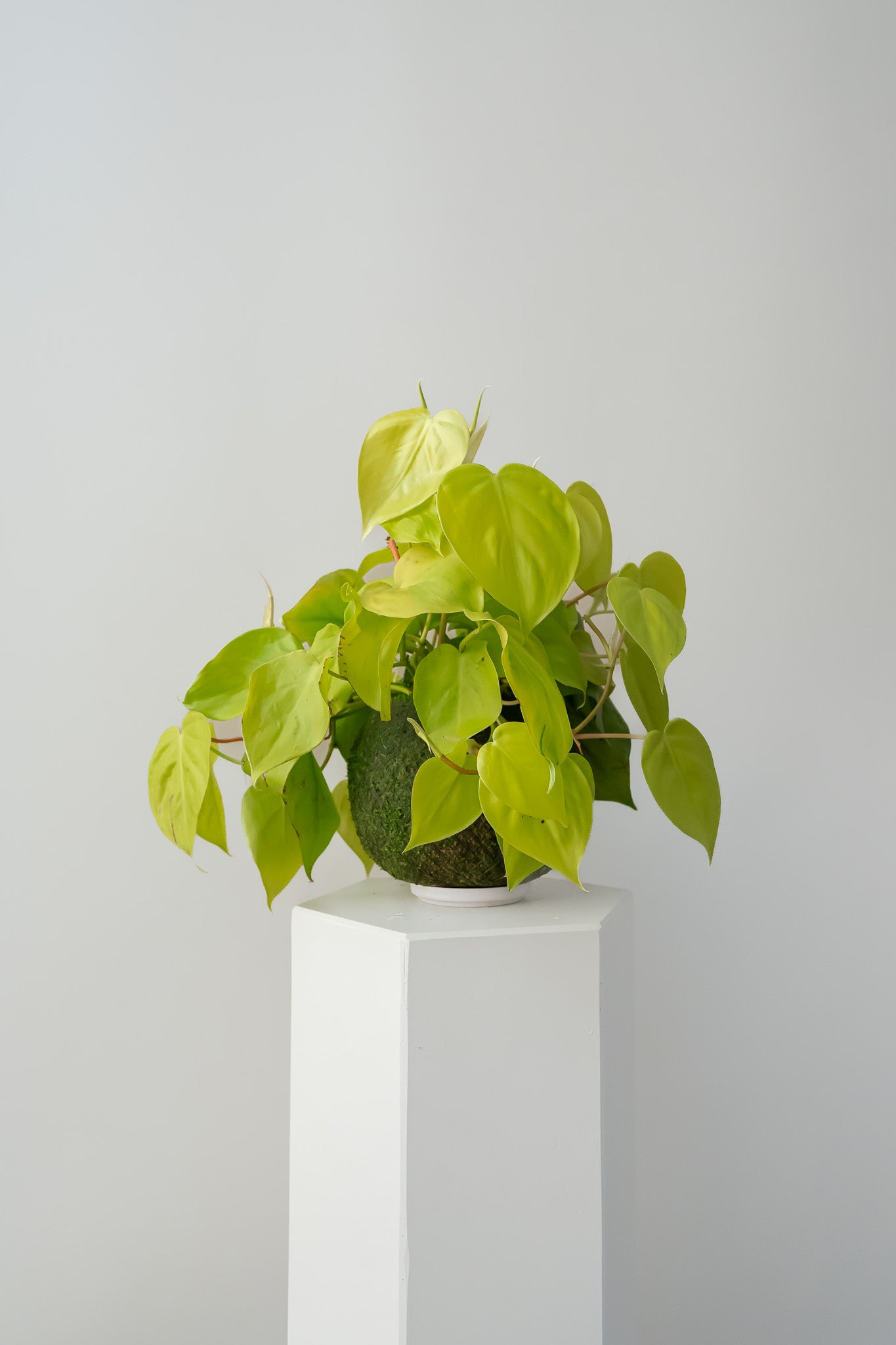 Philodendron Lemon - Kokedama