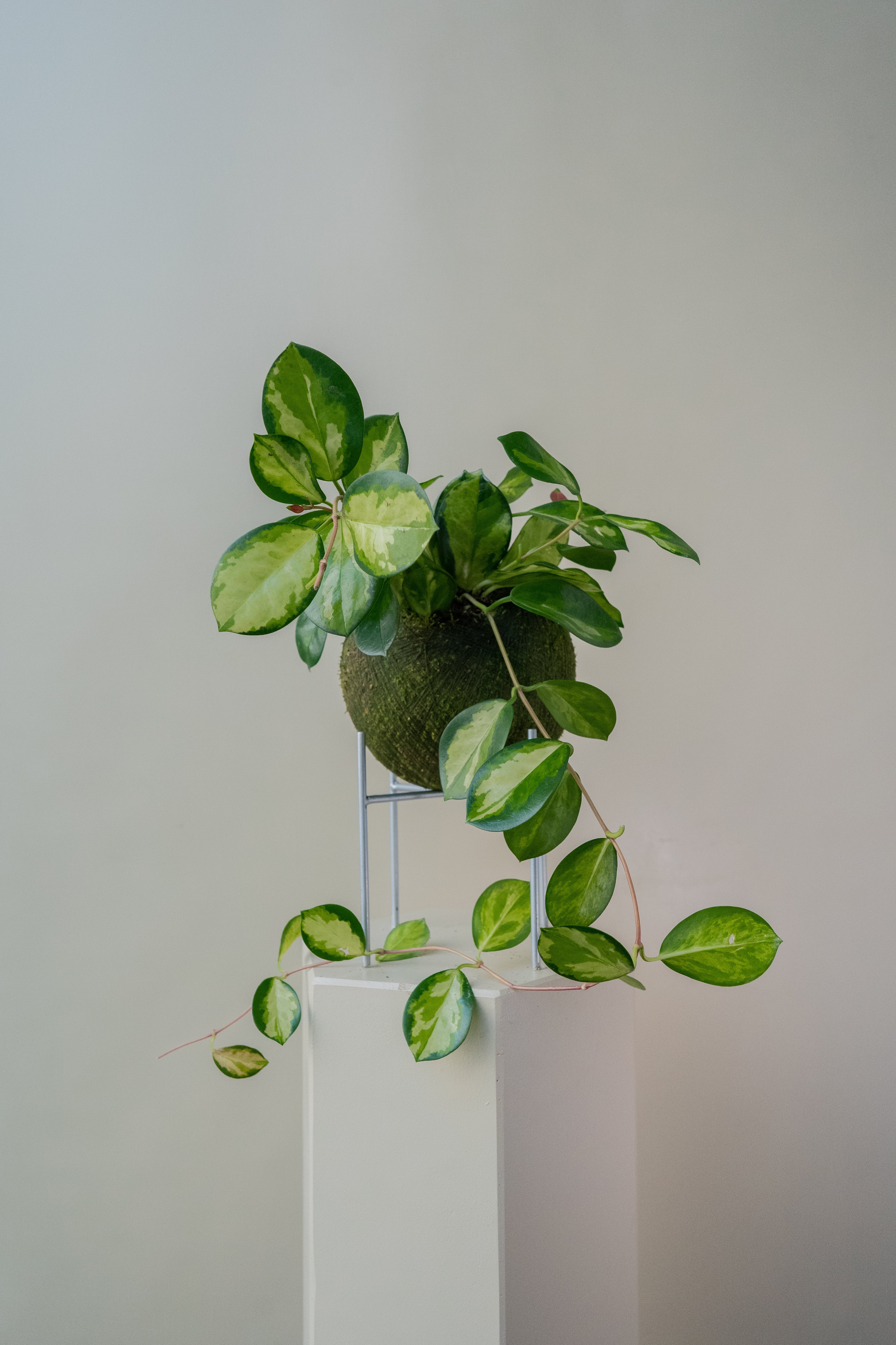 Hoya Australis Tricolor - Kokedama