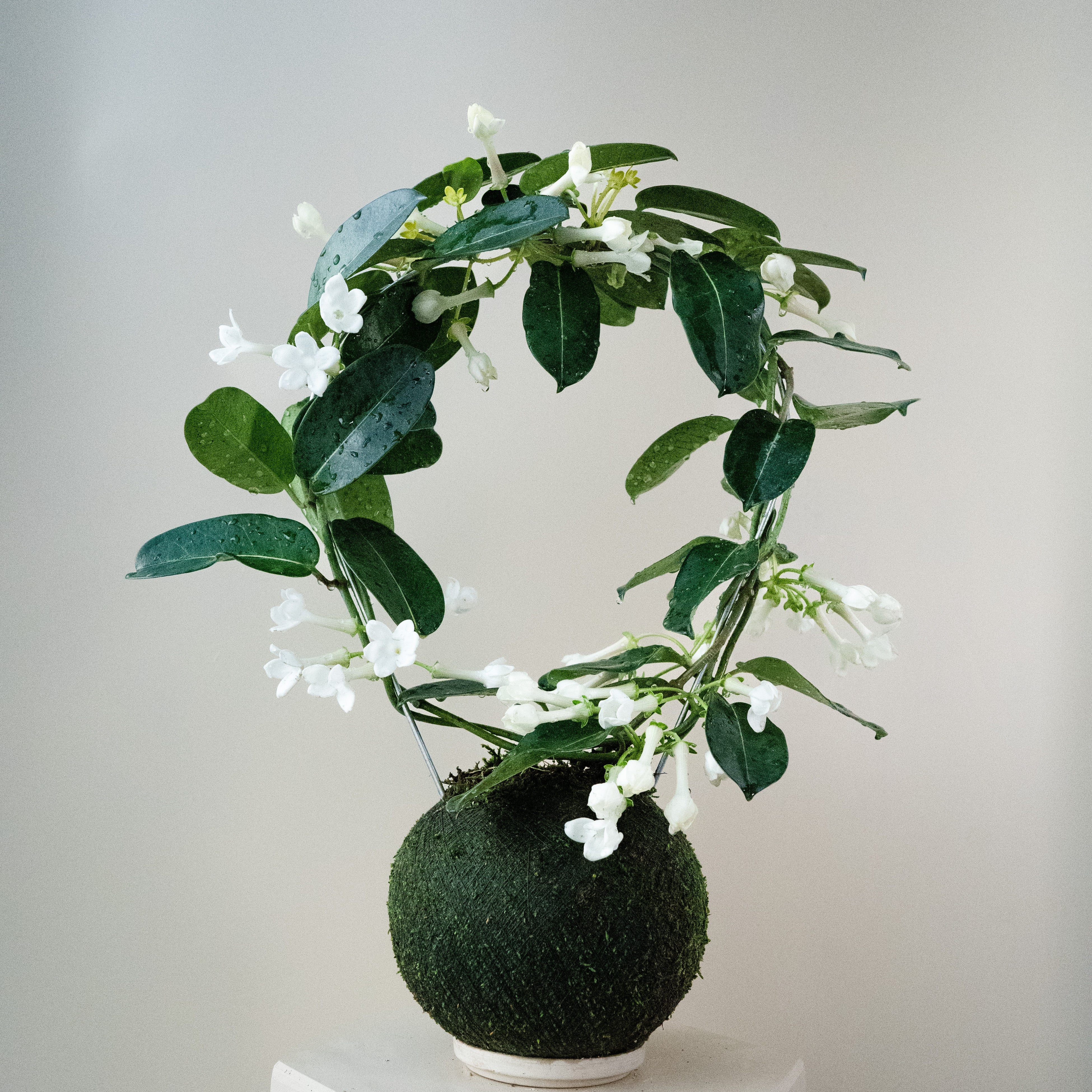 Madagascar Jasmine Hoop - Kokedama
