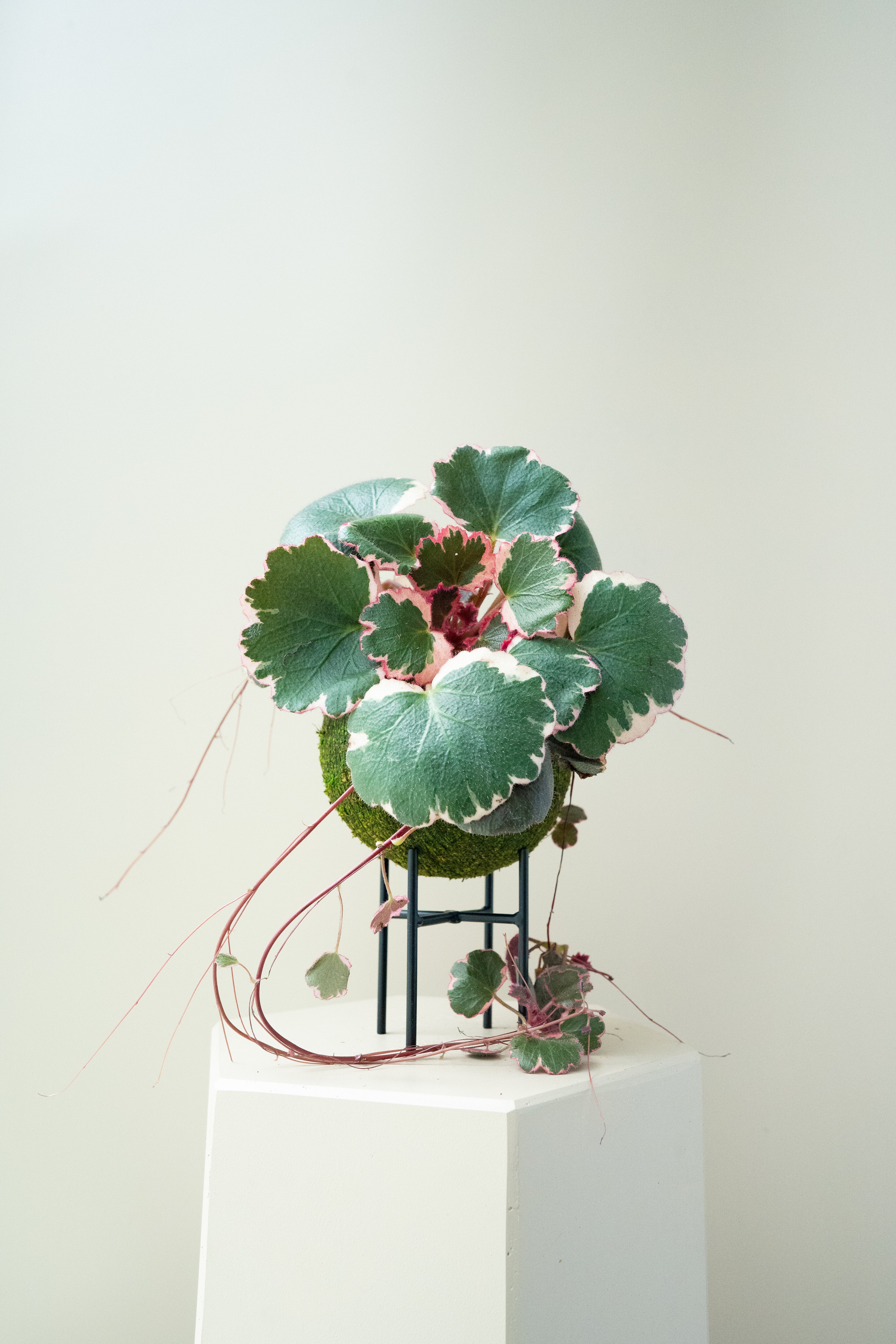 Strawberry Begonia Variegated - Kokedama