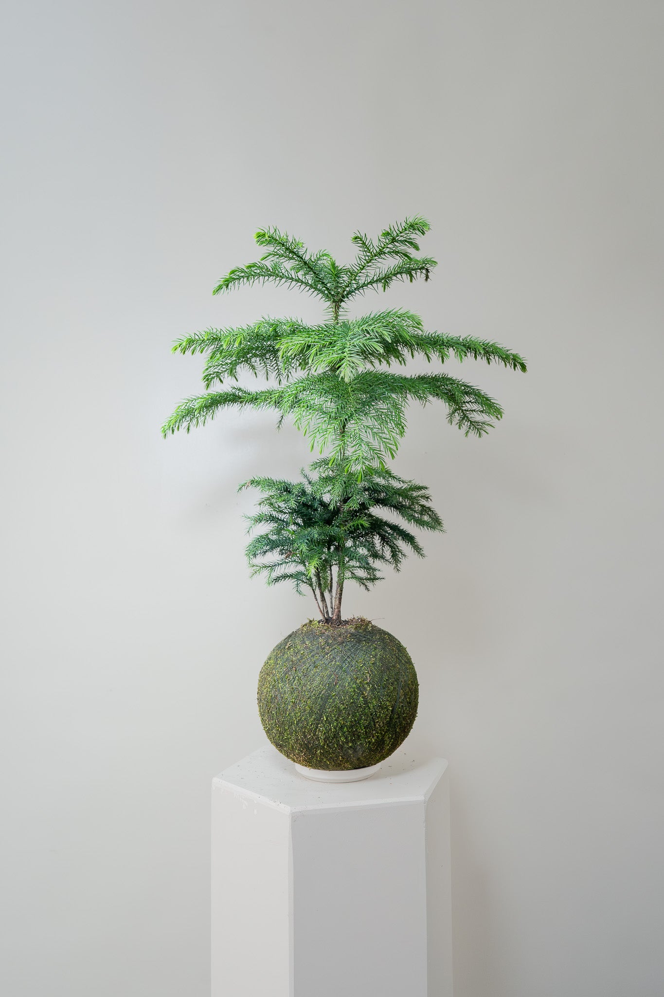 Norfolk Island Pine - Kokedama