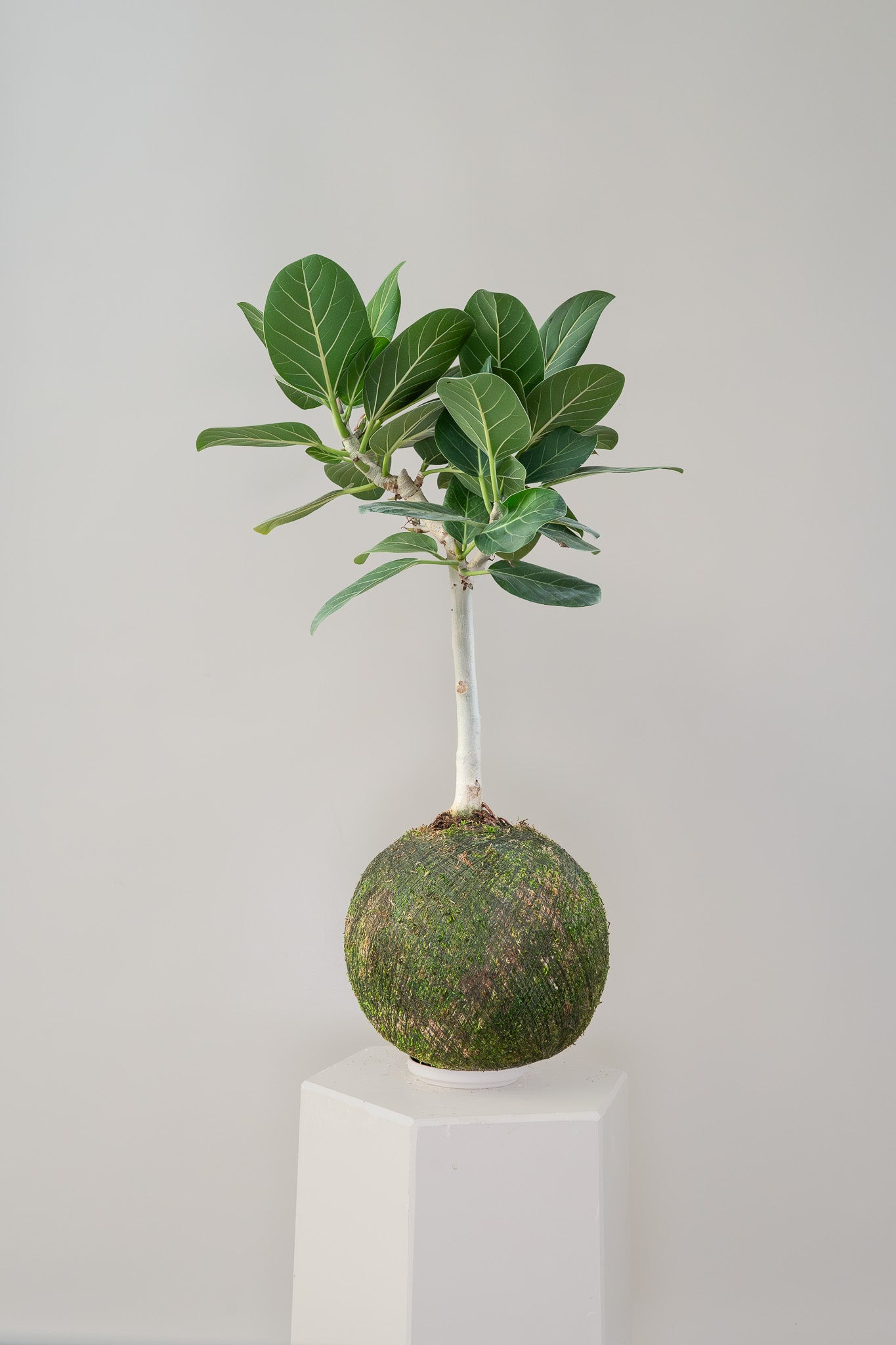 Ficus Audrey - Kokedama