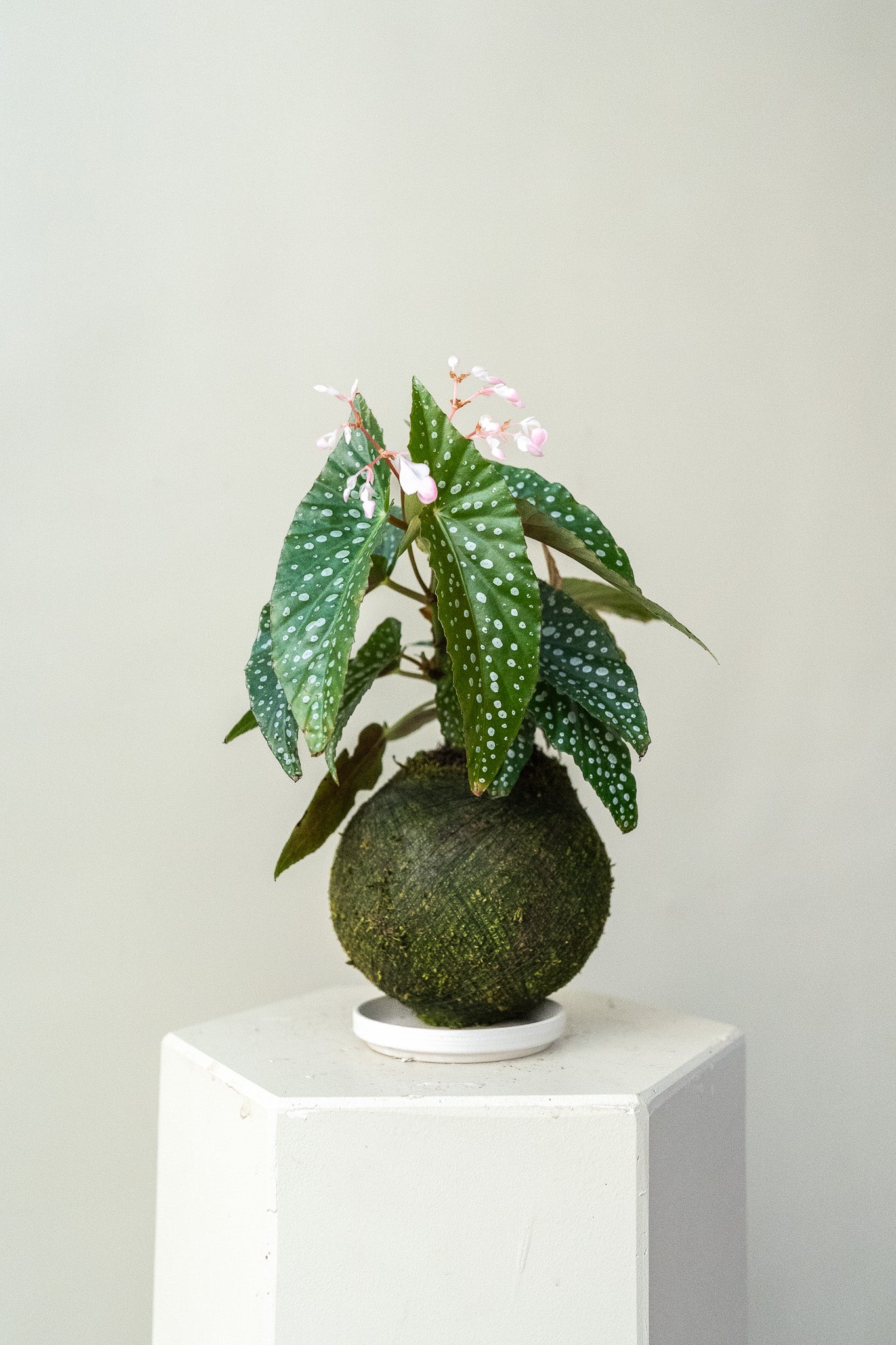 Silver Spot Begonia - Kokedama, photo 2 of 2