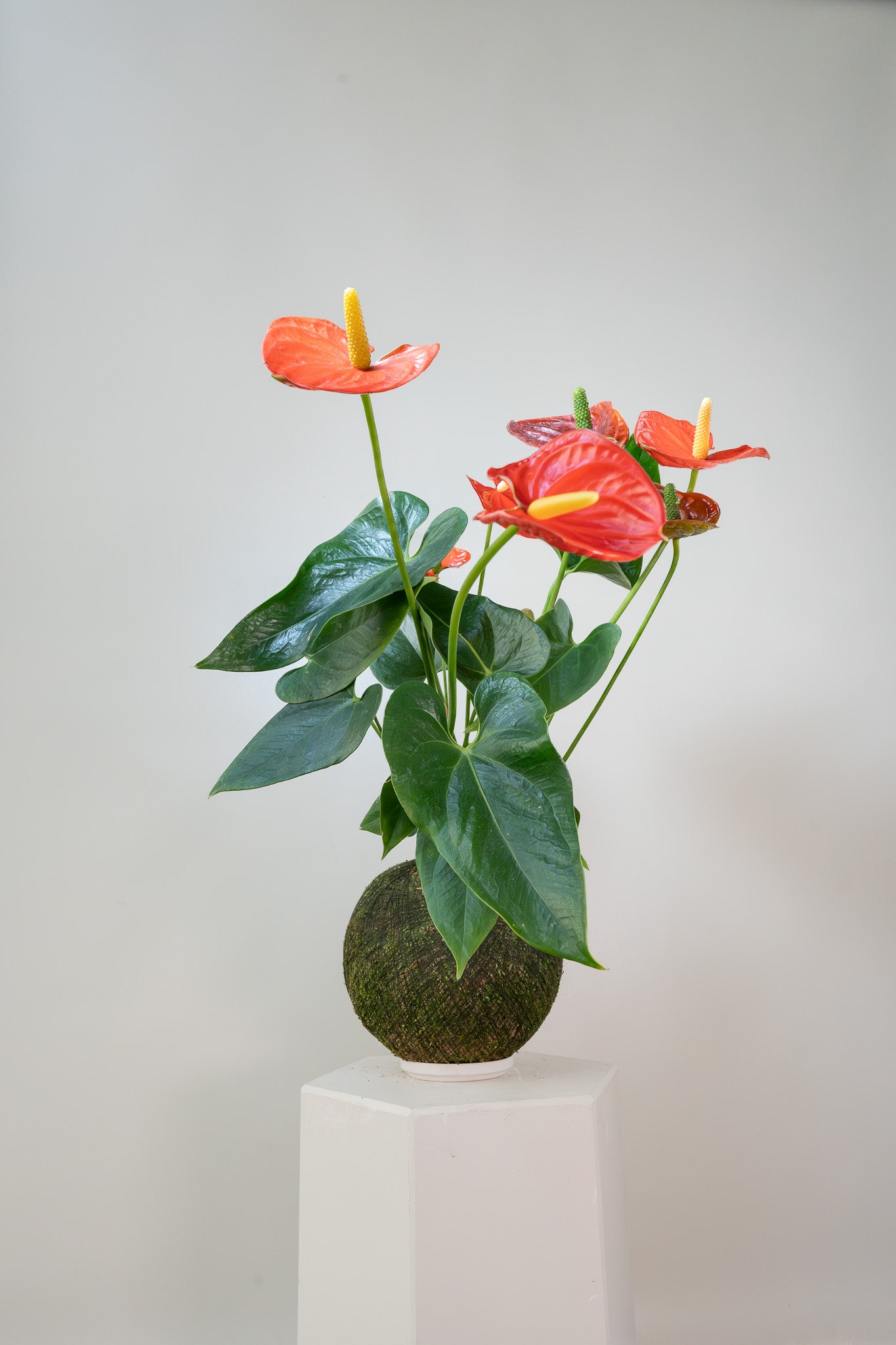 Orange Anthurium - Kokedama