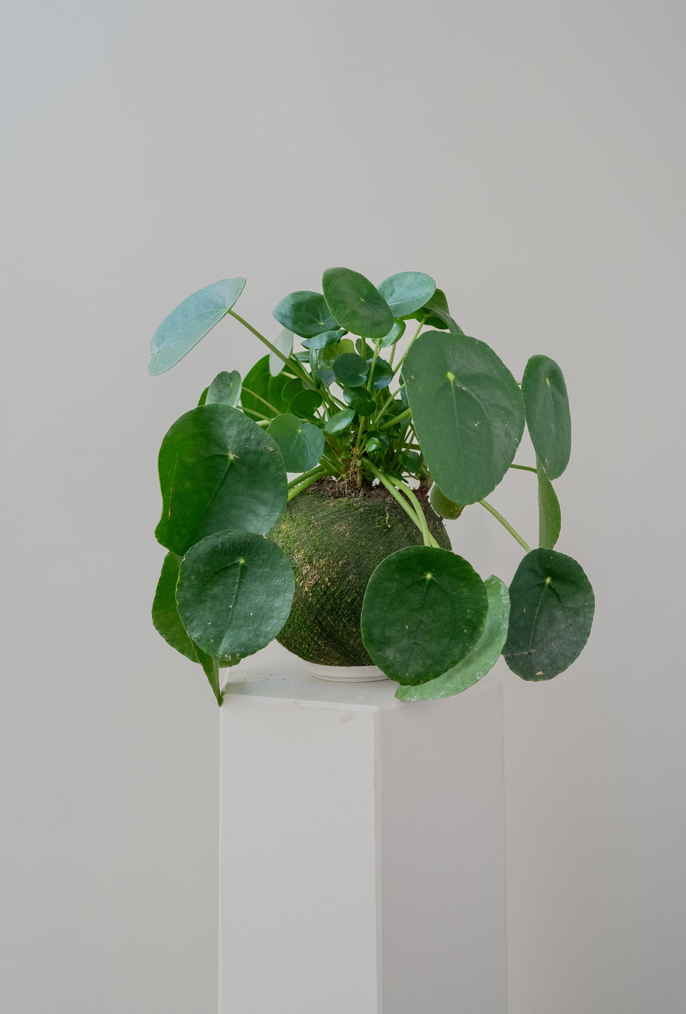 Pilea Peperomiodes Chinese Money Plant - Kokedama