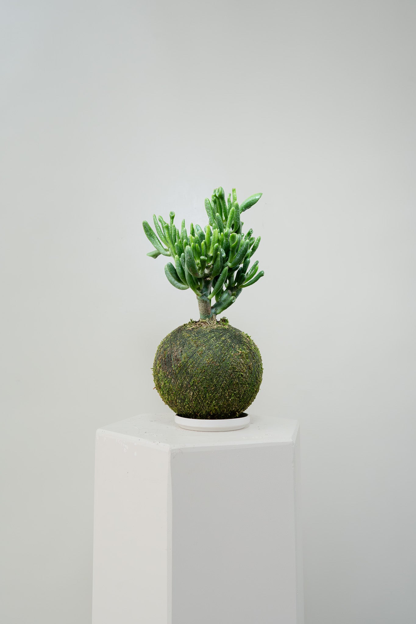 Jade Hobbit - Kokedama
