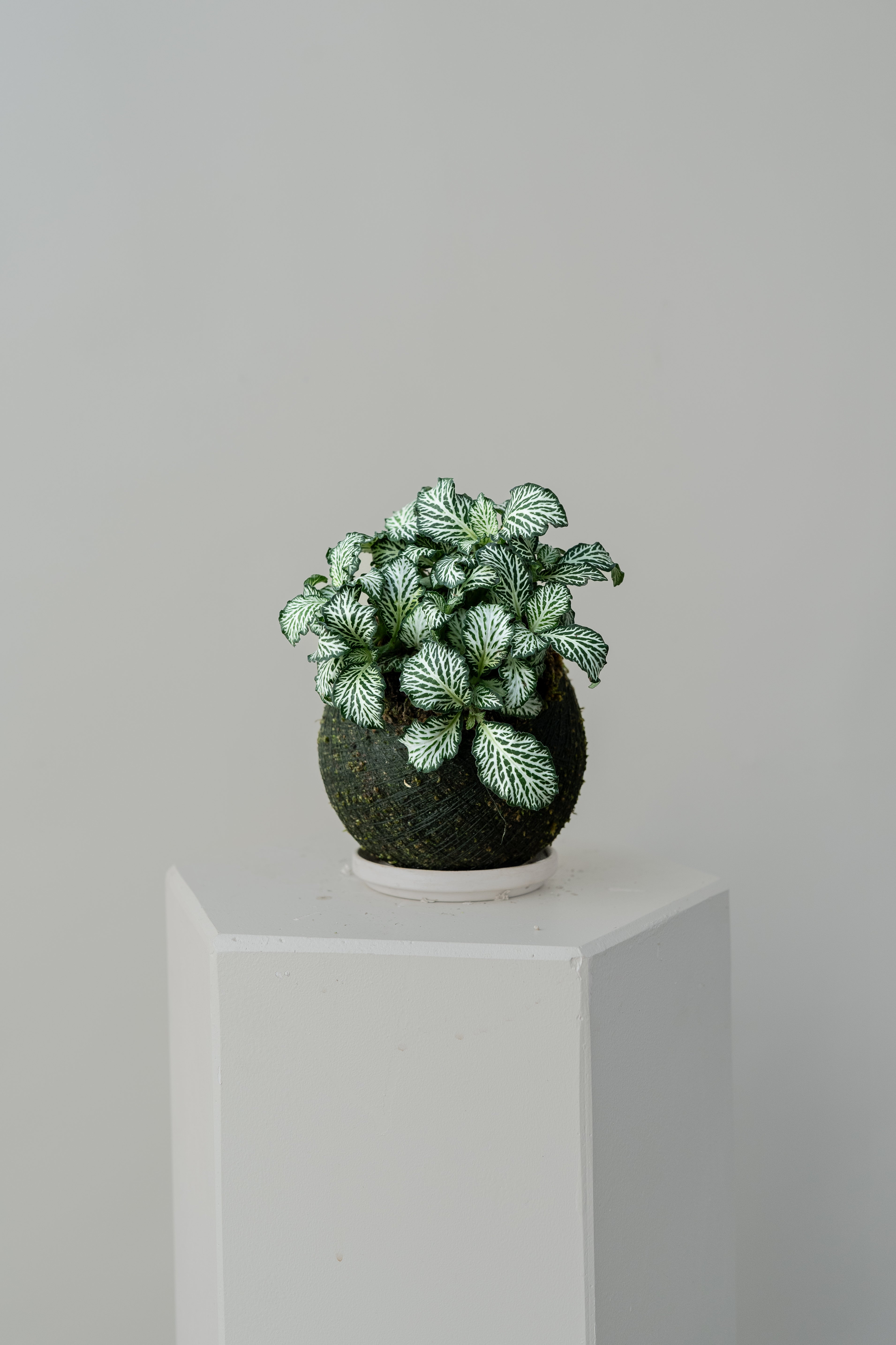 White Tiger Fittonia - Kokedama