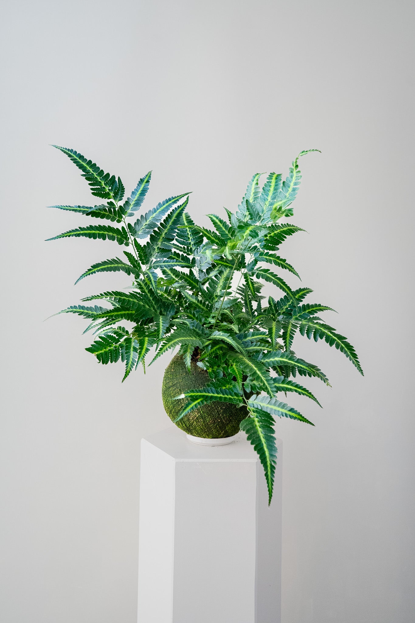Variegated Holly Fern - Kokedama
