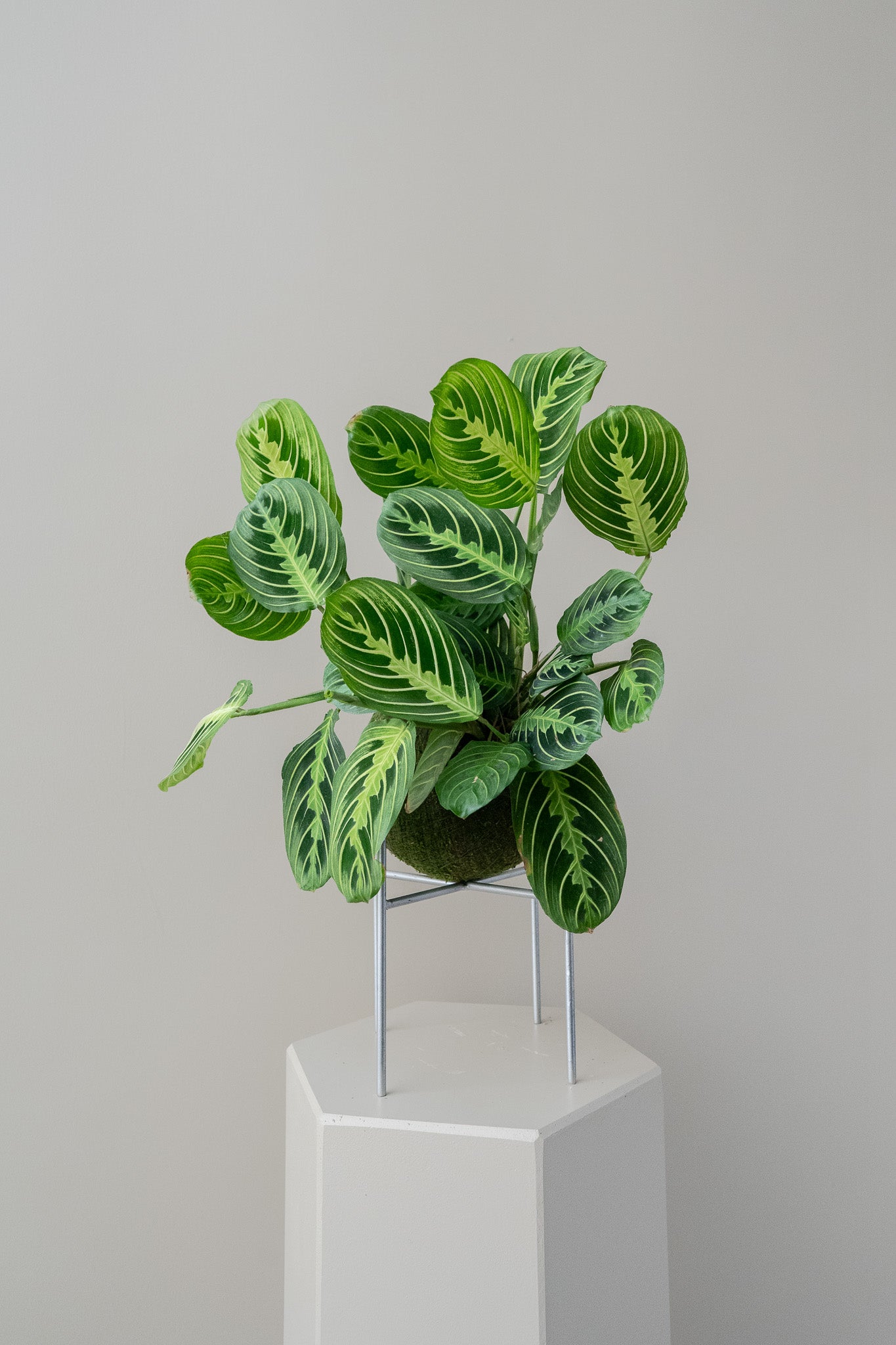 Maranta Lemon Lime - Kokedama