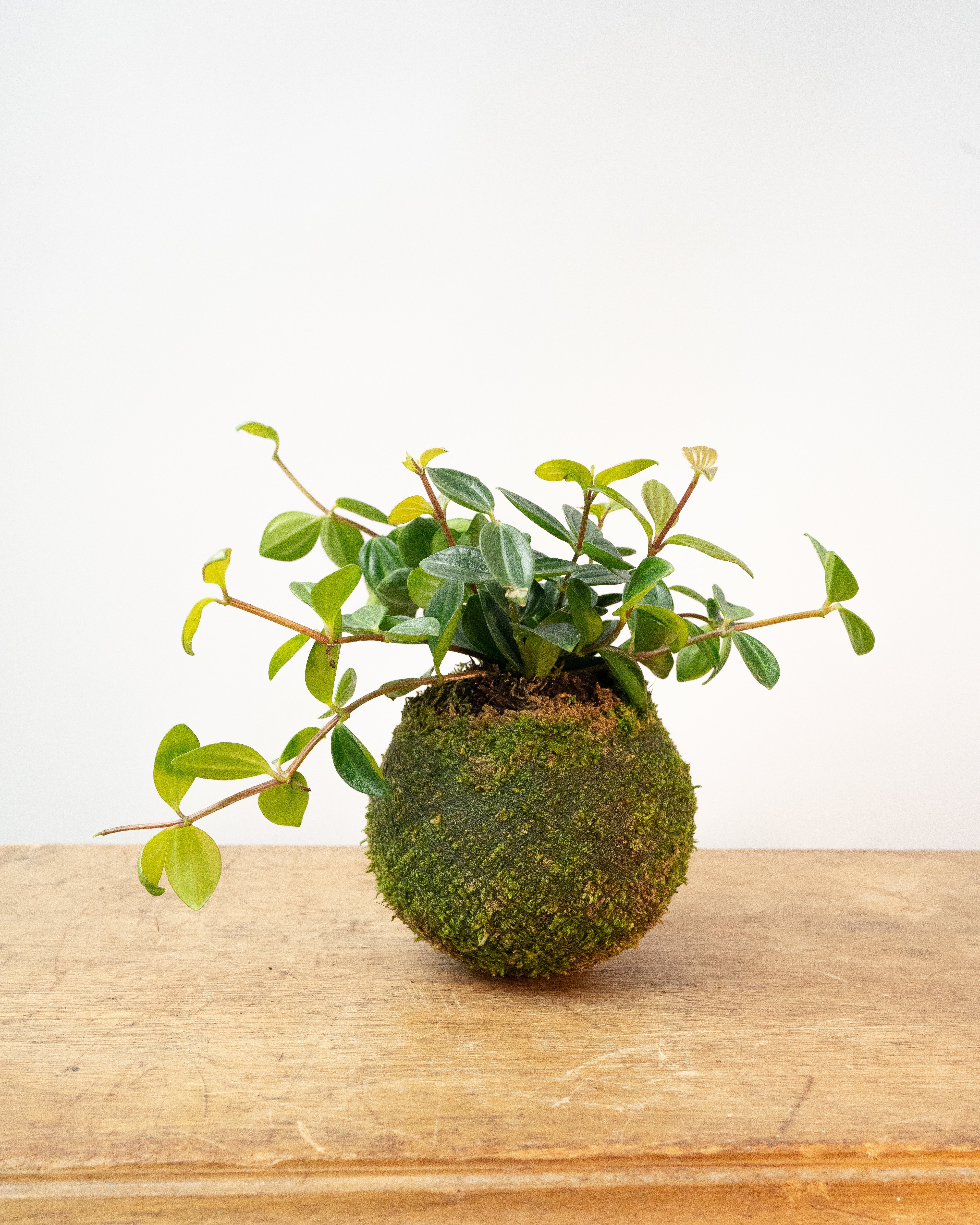 Peperomia Angulata - Kokedama, photo 1 of 2