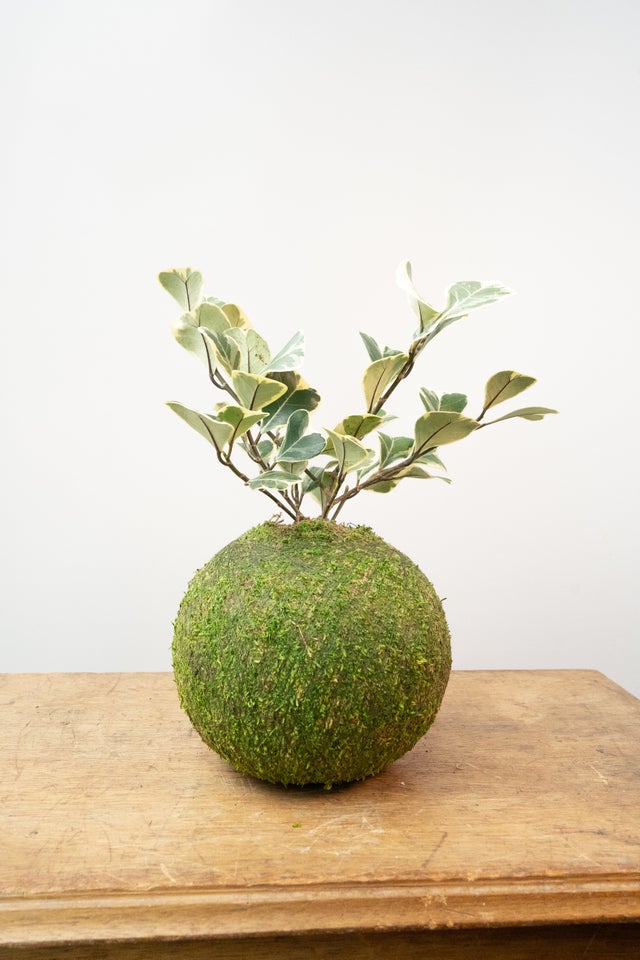 Kokedama Moss Ball Plant, Board Mounted