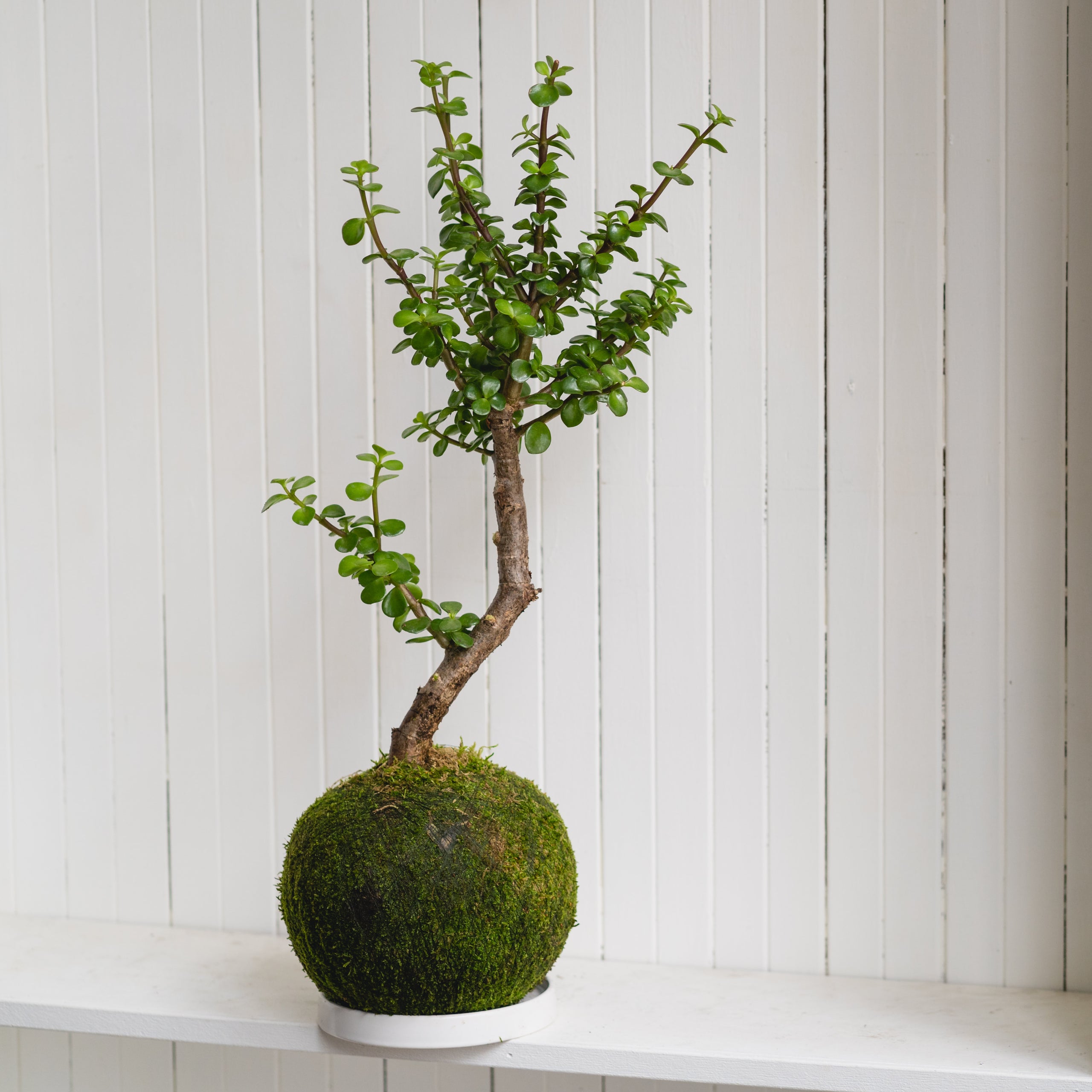 Elephant Bush Bonsai Kokedama KUBODE