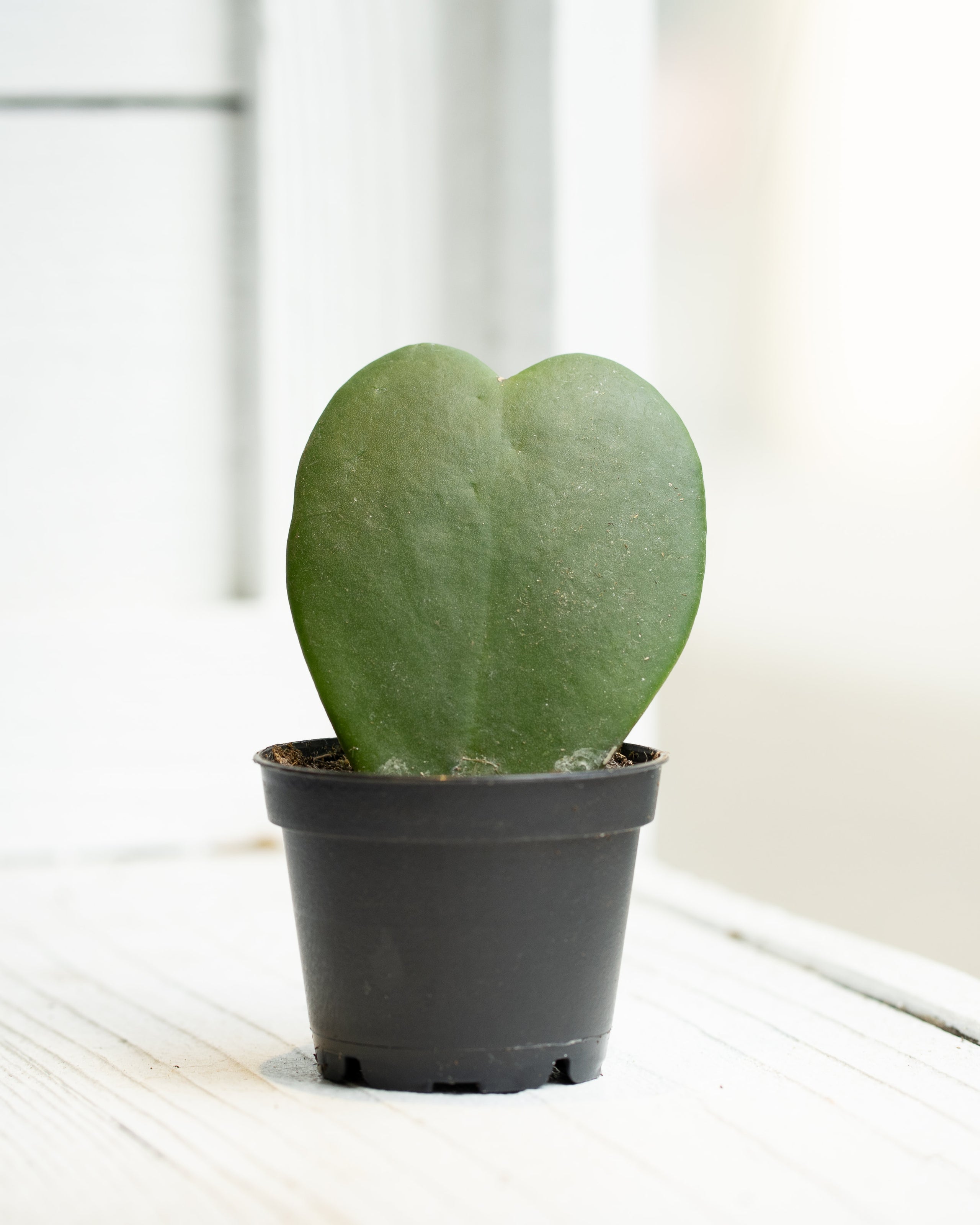 Hoya Kerrii Sweetheart - Single Leaf | Kubode