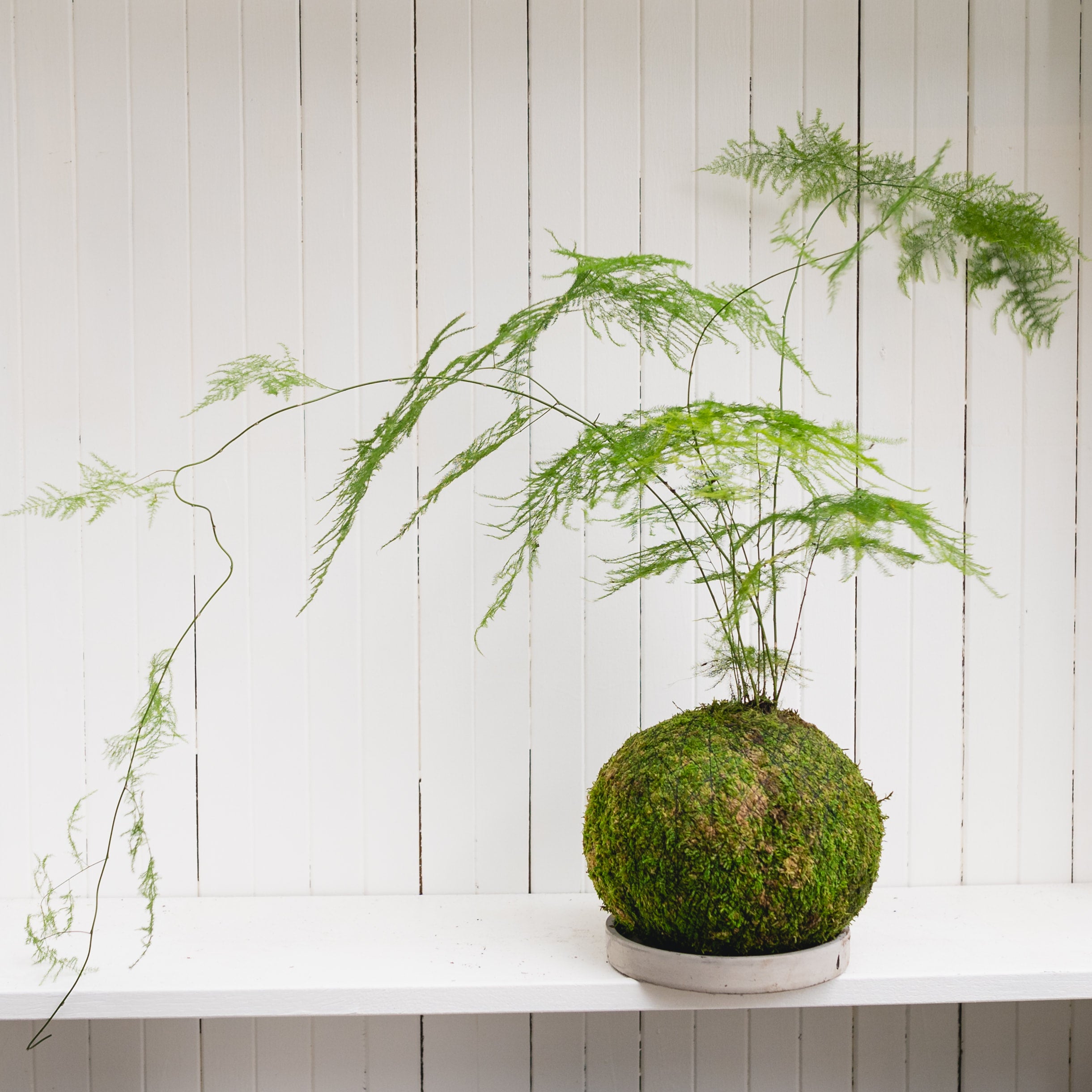 Asparagus Plumosa Fern Kokedama Kubode