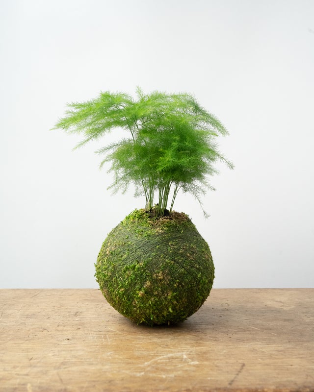 Kokedama Plant (Small assorted)