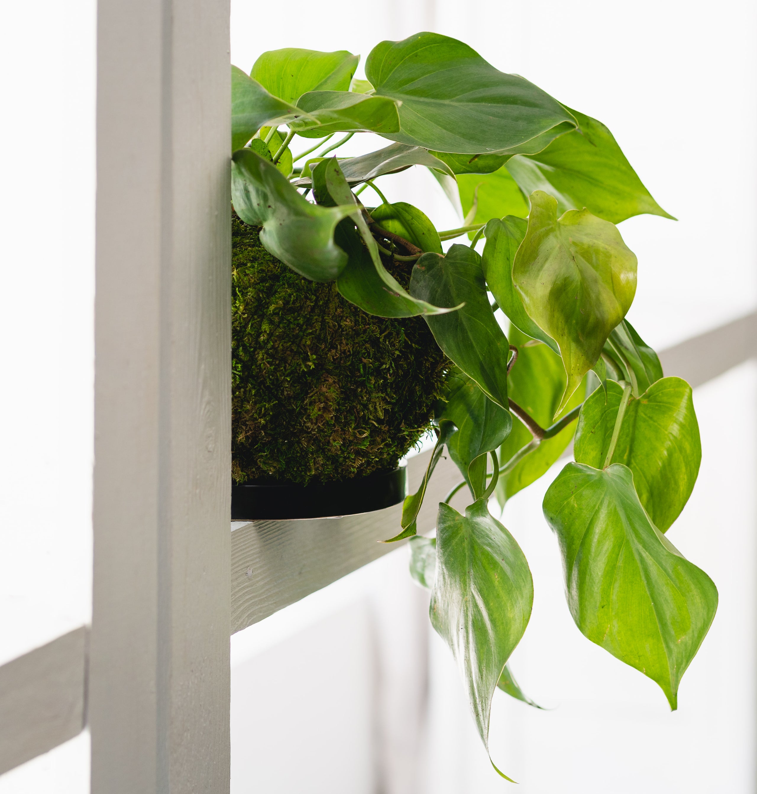 Philodendron 'Brasil' Kokedama Moss Ball Hanging Plant