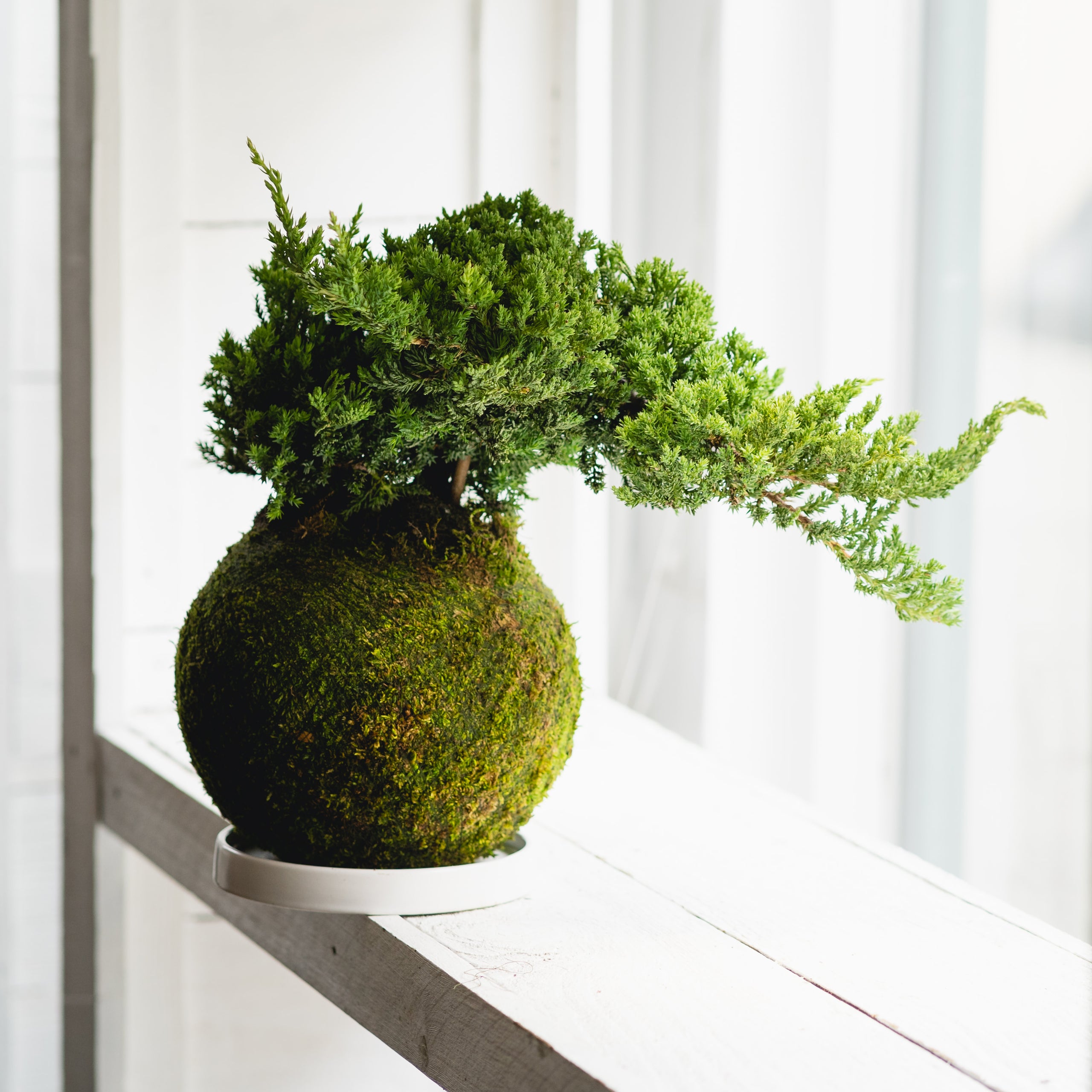 Japanese Juniper Bonsai Kokedama Kubode